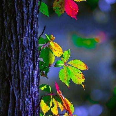 金沙集团1862成色